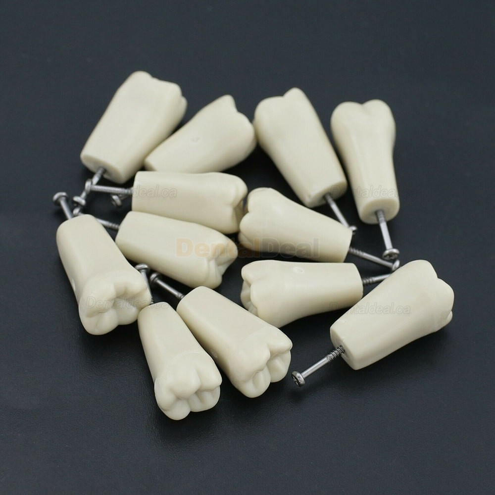 Dental Typodont M8023 32Pcs Replacement Teeth Fit Columbia 860